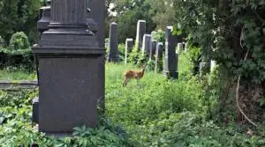 Central Cemetery Vienna: Jewish Cemetery