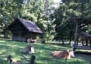 Empress Sissi palace: animal enclosure
