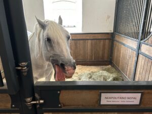 Lipizzaner stallion at Schloss Hof