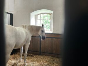 Lipizzaner stallion at stable