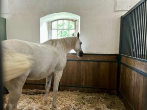 Lipizzaner at Schloss Hof