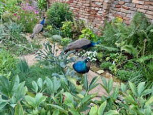 Schlosshof, peacocks